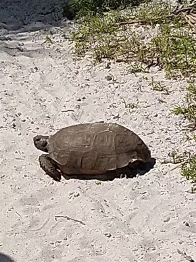 FIND dog park - Jupiter, FL