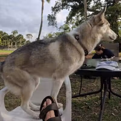 FIND dog park - Jupiter, FL