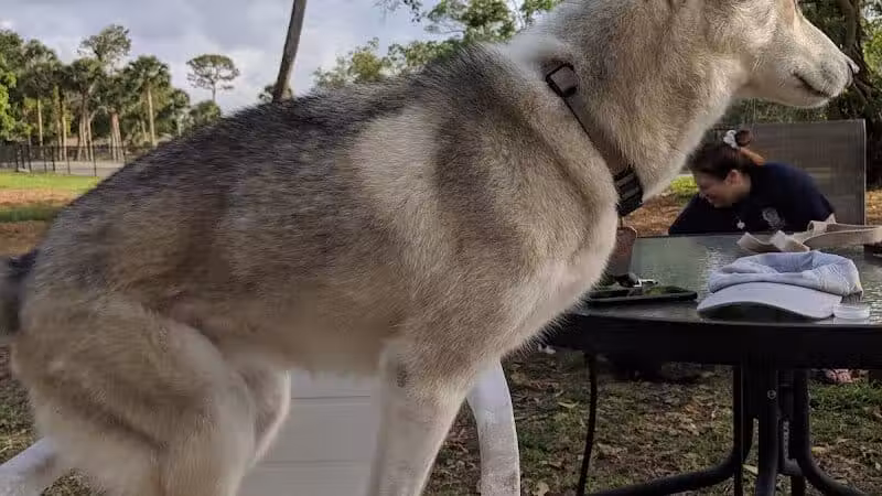 FIND dog park - Jupiter, FL