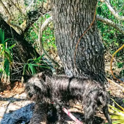 FIND dog park - Jupiter, FL