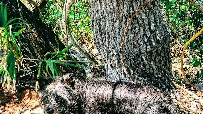 FIND dog park - Jupiter, FL