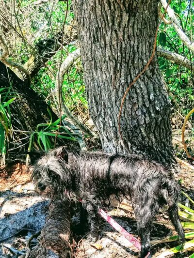 FIND dog park - Jupiter, FL