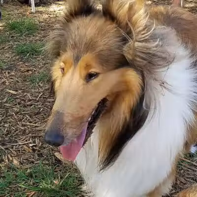 FIND dog park - Jupiter, FL