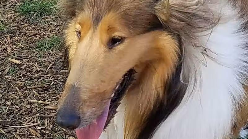 FIND dog park - Jupiter, FL