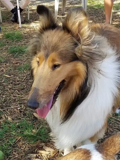 FIND dog park - Jupiter, FL