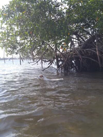 FIND dog park - Jupiter, FL