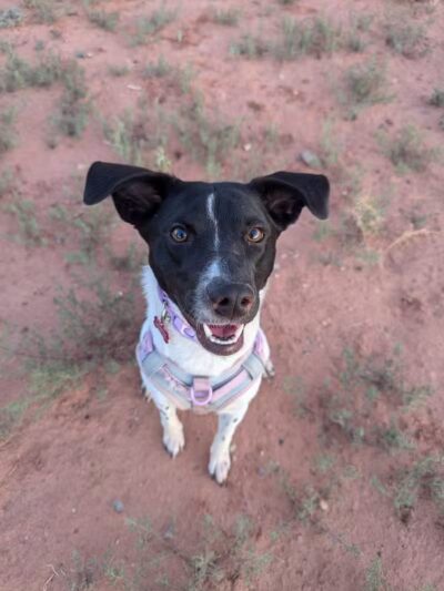 Kanab Dog Park - Kanab, UT