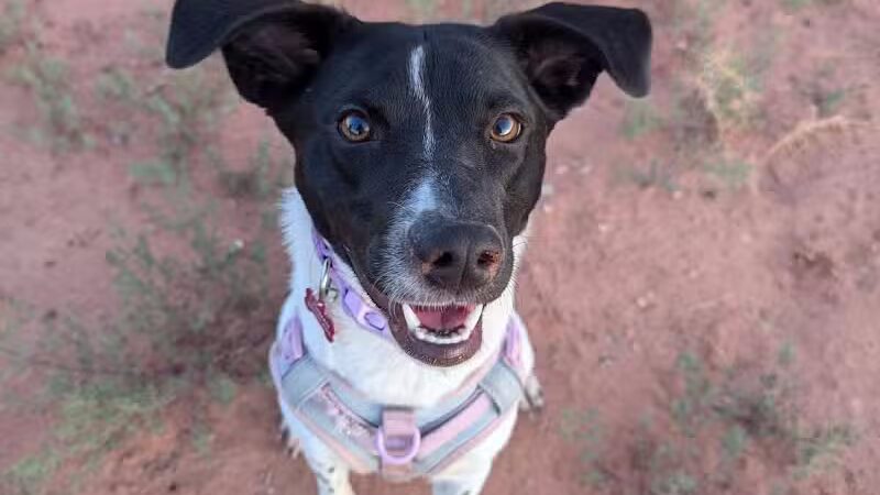 Kanab Dog Park - Kanab, UT