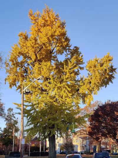 Arlington Depot Park - Kearny, NJ