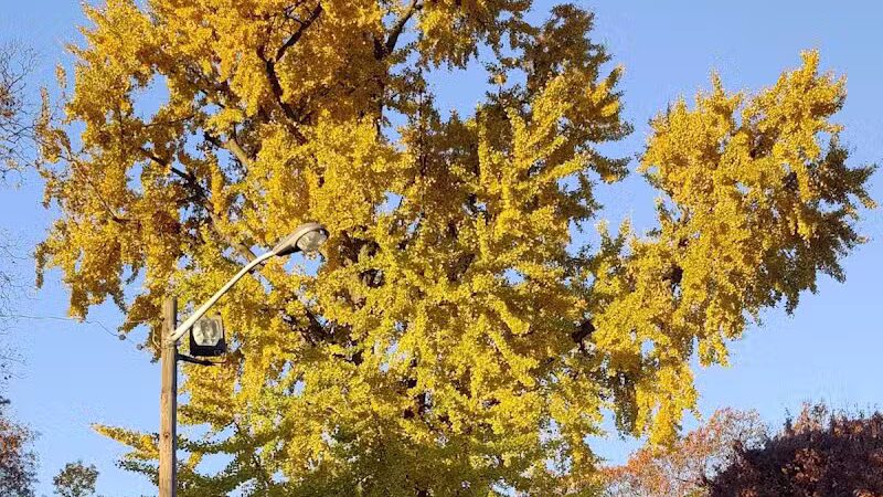 Arlington Depot Park - Kearny, NJ