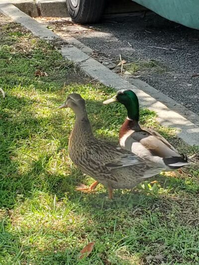 Kenner City Park Dog Park - Kenner, LA