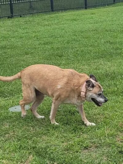 Kenner City Park Dog Park - Kenner, LA