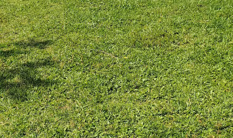 Kenner City Park Dog Park - Kenner, LA