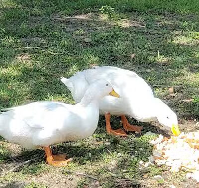 Kenner City Park Dog Park - Kenner, LA