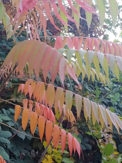 Zintel Canyon Playground - Kennewick, WA