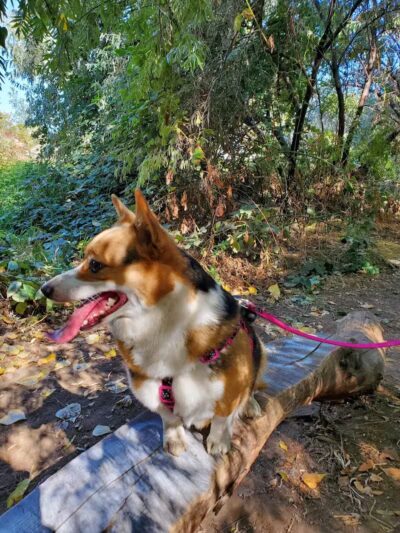 Zintel Canyon Playground - Kennewick, WA