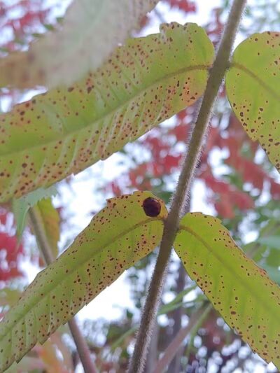 Zintel Canyon Playground - Kennewick, WA