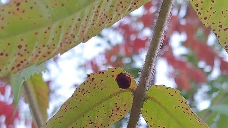 Zintel Canyon Playground - Kennewick, WA