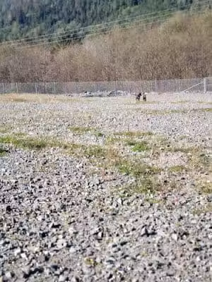 Dog Park - Ketchikan, AK