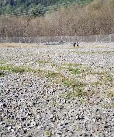 Dog Park - Ketchikan, AK