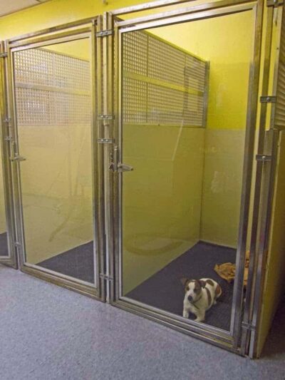 Dog Days and Cat Nights - Kew Gardens, NY