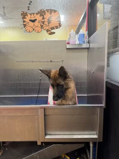 Dog Days and Cat Nights - Kew Gardens, NY