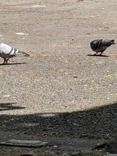 Kew Gardens Cinema Park - Kew Gardens, NY