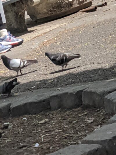 Kew Gardens Cinema Park - Kew Gardens, NY