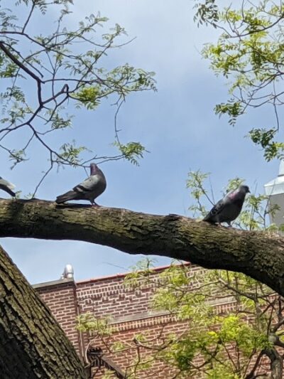 Kew Gardens Cinema Park - Kew Gardens, NY