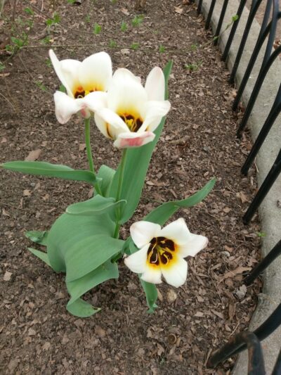 The Overlook: Queens Department of Parks & Recreation - Kew Gardens, NY