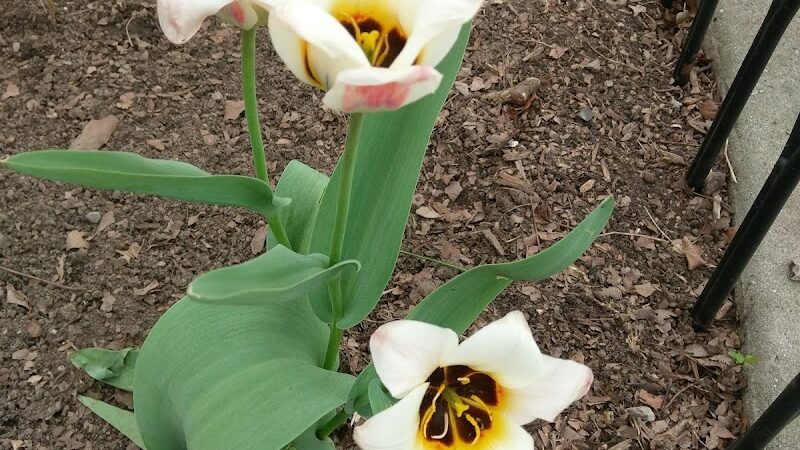 The Overlook: Queens Department of Parks & Recreation - Kew Gardens, NY