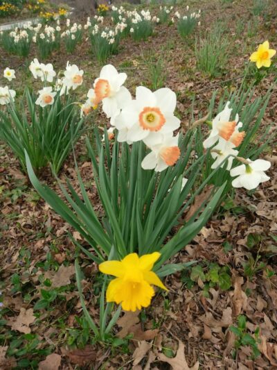 The Overlook: Queens Department of Parks & Recreation - Kew Gardens, NY