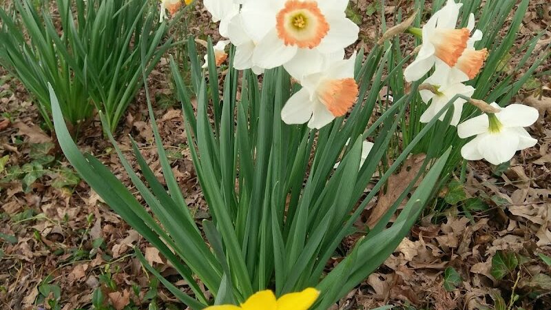 The Overlook: Queens Department of Parks & Recreation - Kew Gardens, NY