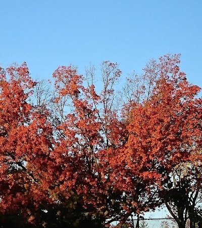 The Overlook: Queens Department of Parks & Recreation - Kew Gardens, NY