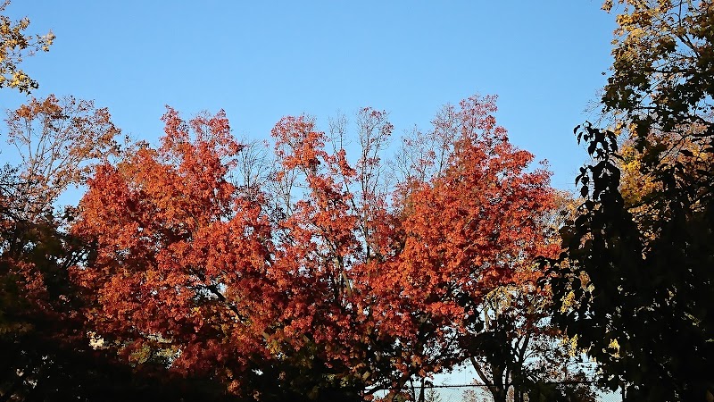 The Overlook: Queens Department of Parks & Recreation - Kew Gardens, NY