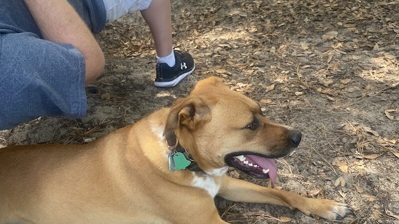 Mary's Paws Park - Kill Devil Hills, NC