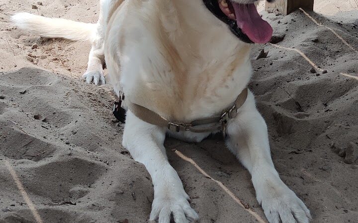 Mary's Paws Park - Kill Devil Hills, NC
