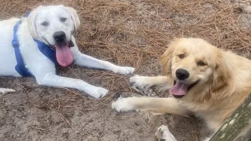 Mary's Paws Park - Kill Devil Hills, NC