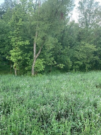 Dog park - Kingsport, TN