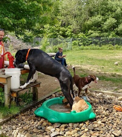 Live Free and Run Dog Park - Kingston, NH