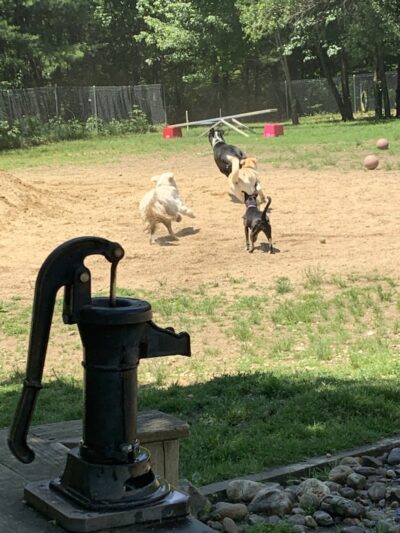 Live Free and Run Dog Park - Kingston, NH