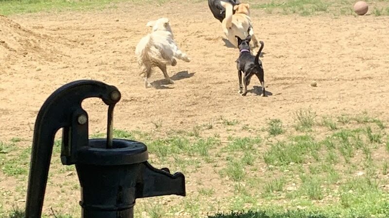 Live Free and Run Dog Park - Kingston, NH