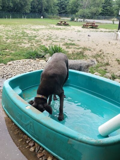 Live Free and Run Dog Park - Kingston, NH