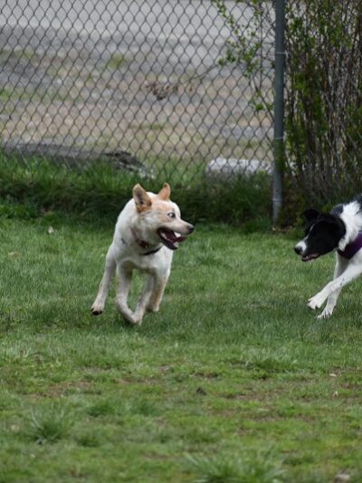 Live Free and Run Dog Park - Kingston, NH