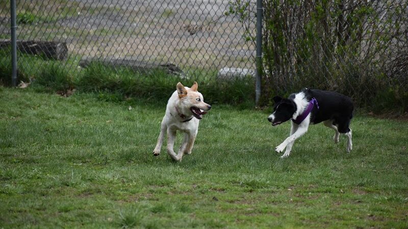 Live Free and Run Dog Park - Kingston, NH