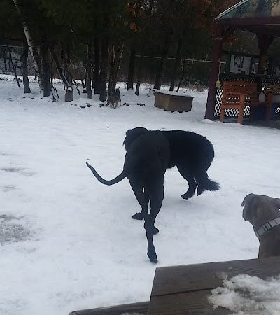 Live Free and Run Dog Park - Kingston, NH