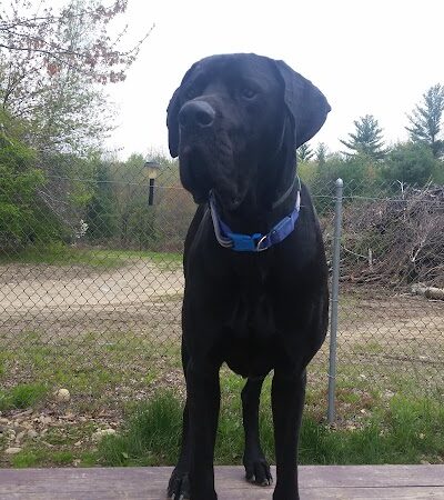 Live Free and Run Dog Park - Kingston, NH