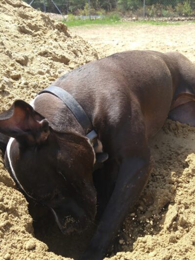 Live Free and Run Dog Park - Kingston, NH