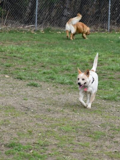 Live Free and Run Dog Park - Kingston, NH