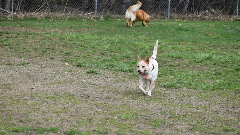 Live Free and Run Dog Park - Kingston, NH